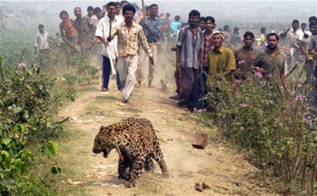 Vzácné kočkovité šelmy jsou v Nepálu zabíjeny pro své údajně léčivé maso. 