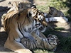 Tygr amurský, nkdy nazývaný také sibiský, je ze vech druh tygr ohroen nejvíce