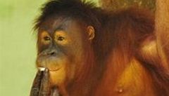 Orangutaní samička kouří jednu cigaretu za druhou