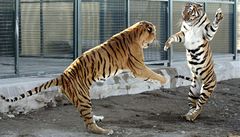 Zkušeného italského krotitele šelem zabili v cirkusu čtyři tygři