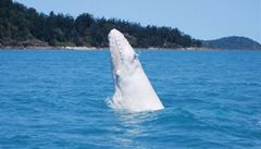 Australan zachytil vzcnou blou velrybu