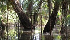 Nadje na lbu rakoviny, tajn rostlina z Amazonie