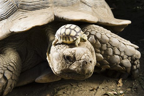 Želva s mládětem - ilustrační foto
