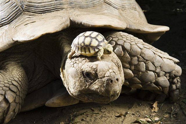 Na Galapágy se vracejí uměle odchované sloní želvy | Zajímavosti |  Lidovky.cz