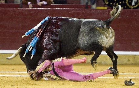 Toreadora Juana Jose Padillu vážně zranil býk