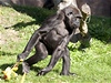 Gorila Moja si uila slunce a ovoce ve výbhu praské zoo. Moja nyní zamíí do panlska.