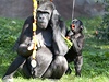Samice Kijivu a mlád Kiburi v praské zoo zstávají.