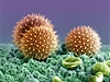 Pylová zrnka pod mikroskopem