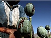Muž zachycený při sklizni nedozrálých makovic, ze kterých se získává opium.