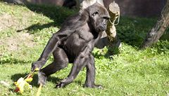 Gorila Moja si uila slunce a ovoce ve výbhu praské zoo. Moja nyní zamíí do panlska.