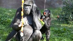 Samice Kijivu a mlád� Kiburi v pra�ské zoo z�stávají.