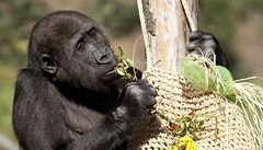 Same�ek Tatu, bratr Moji.