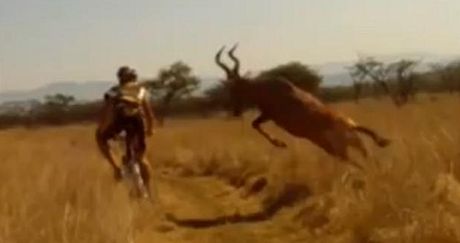 Antilopa se srazila s jihoafrickým cyklistou