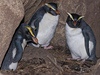 Tučňák novozélandský