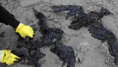 Ropou usmrcení racci na plá�i u Papamoa.