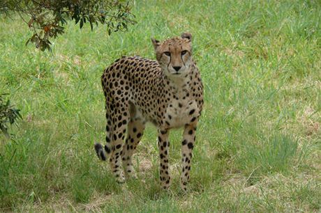 Gepardi z De Wildt Cheetah Research Centre