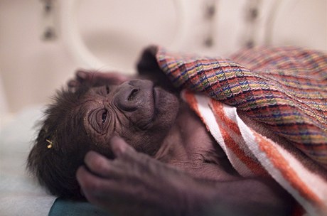 Gorilí mládě, které se narodilo v pražské zoo samici Bikiře, zůstane zatím v inkubátoru 