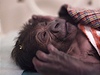 Gorilí mlád, které se narodilo v praské zoo samici Bikie, zstane zatím v inkubátoru 