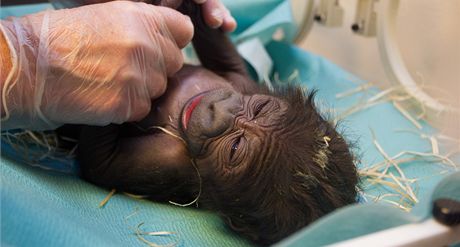 Gorilí mlád v inkubátoru