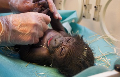 Gorilí mlád v inkubátoru