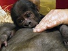 Gorilí mlád se pisálo, ale Bikira nejevila zájem