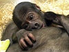 Gorilí mlád se pisálo, ale Bikira nejevila zájem