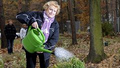 Zlatá olympijská medailistka Vra áslavská vysadila 10. listopadu v Botanické zahrad v Praze strom se svým jménem a zapojila se tak do projektu Koeny osobností. 