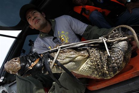 Jeden z krokodýl, který byl odchycen pi záplavách v Bangkoku. 