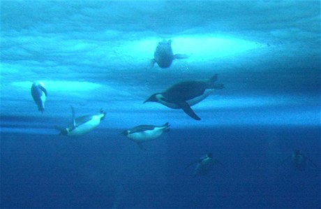 Tučňáci císařští si časují svůj pobyt při lovu pod vodou, a to podle počtu mávnutí svých křídel.