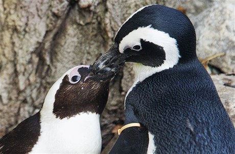 Tučňáci Pedro (vpravo) a Buddy sdíleli v torontské zoo jedno hnízdo. Média je podezřívala z homosexuality.