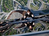Kdy mrakodrap, tak nejvyí. Ethan Hunt (Tom Cruise) si ve filmu zaplhá po mrakodrapu Burd Chalífa v Dubaji - nejvyí budov svta.