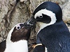 Tuáci Pedro (vpravo) a Buddy sdíleli v torontské zoo jedno hnízdo. Média je podezívala z homosexuality.