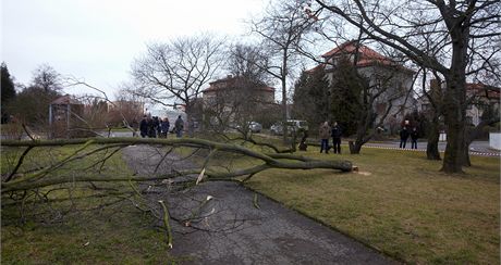 Kácení strom v Praze na Dobece