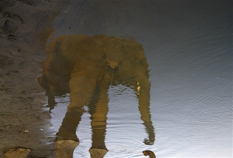 Jeden ze slon pije z eky Rapti.