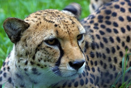 Do Zoo Praha dorazili noví gepardi.