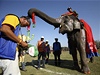 Slon dává rozhodímu na krk vnec z kvtin.