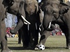 Sloní fotbal. Hrajou týmy po tyech slonech se standardn velikým fotbalovým míem.