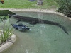 Krokodýl se do sekaky zakousnul, stroj pak leel na dn jeho bazénu.