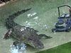 Pltunový krokodýl díve útoil na rybáské lod. Te si za svou ob zvolil sekaku na trávu.