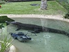Krokodýl si na sekace vylomil dva zuby. Stroj pak leel dlouhou dobu na dn jeho bazénu.