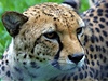Do Zoo Praha dorazili noví gepardi.