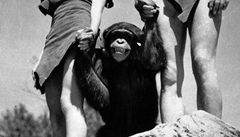Šimpanz Cheetah, který ve 30. letech minulého století ztvárnil ve filmech o Tarzanovi opičího přítele titulníhohrdiny, zemřel v útulku pro zvířata na Floridě. | na serveru Lidovky.cz | aktuální zprávy