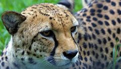 Jaké je pohladit si gepardici? Podívejte se