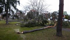 Kácení strom v Praze na Dobece