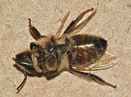 Škůdce dokáže přimět včely odletět z úlu, dezorientuje je a způsobí jejich smrt