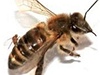 Škůdce dokáže přimět včely odletět z úlu, dezorientuje je a způsobí jejich smrt