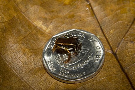 Žabka pojmenovaná Paedophryne amauensis je patrně nejmenším obratlovcem na světě - měří sotva sedm milimetrů.