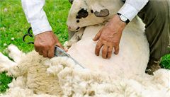 Stíhání ovcí (ilustraní foto)