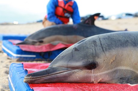 Delfíni uvízli na pobřeží (ilustrační foto)