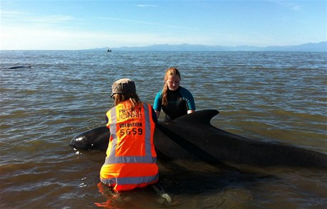 Velryba uvízla na pobřeží (ilustrační foto)